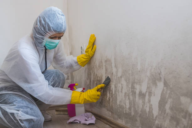 Reliable Central City, IL Mold Removal Solutions