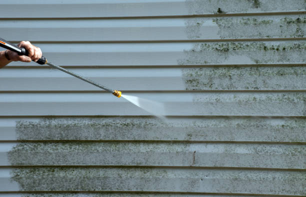 Best Mold Damage Repair  in Central City, IL