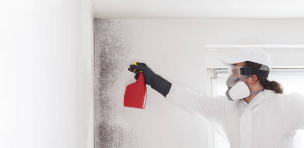 Best Mold Remediation  in Central City, IL