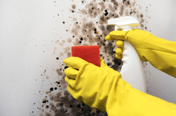 Best Local Mold Removal Service  in Central City, IL