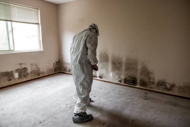 Best Emergency Mold Removal  in Central City, IL