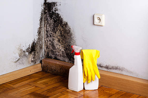 Best Crawl Space Mold Removal  in Central City, IL