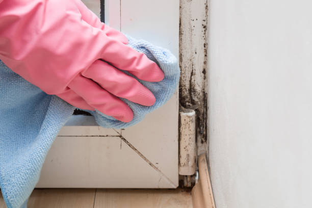 Best Office Mold Removal Services  in Central City, IL
