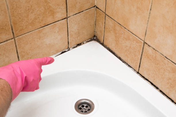 Best Black Mold Removal  in Central City, IL