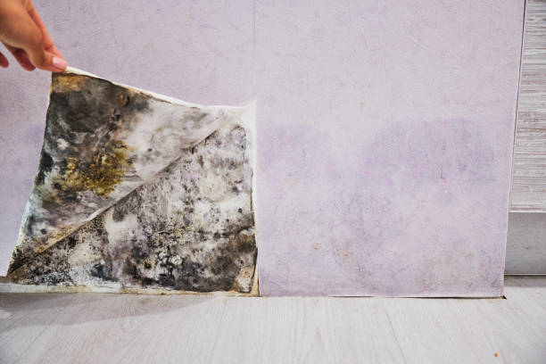 Attic Mold Removal in Central City, IL